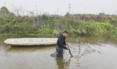 沙坪镇码头村头茬小龙虾抢“鲜”上市 四月虾肥迎丰收高峰