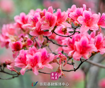 【海报】早安·大美崇阳