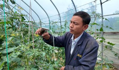 江西夫妻崇阳“安家” 深耕田间多元种植