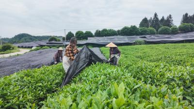千亩茶园穿“防晒衣”崇阳碾茶生产线开启夏秋茶利用新篇章