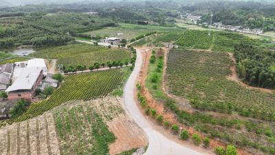 石城镇汉兴村：产业路串起致富梦