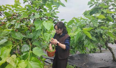 白霓镇杨洪村：“五一”来摘 这里的桑葚管够