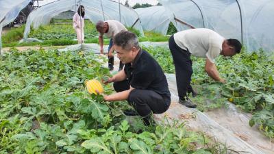 党建领航聚合力 白霓镇堰下家庭农场瓜果飘香迎丰收