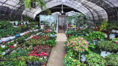 “五一”花卉市场购销两旺 鲜花扮靓美好假期