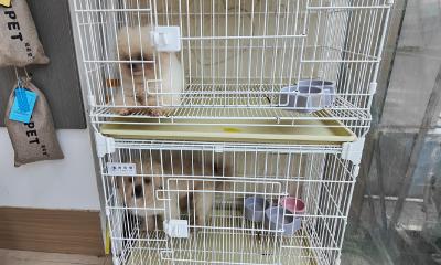 “五一”假期宠物寄养需求升温 崇阳宠物店贴心守护萌宠