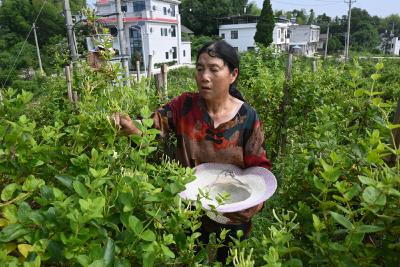 肖岭乡锁石村：金银花开促振兴