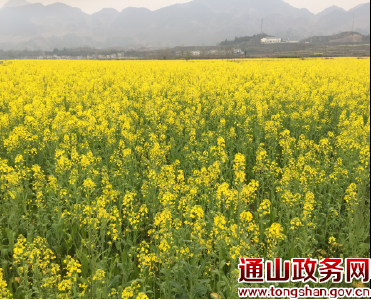 机艺融合建基地 油菜花开十里香