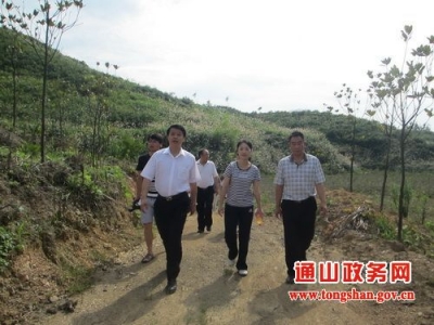 周尚谋检查督办华磊园林苗木基地建设