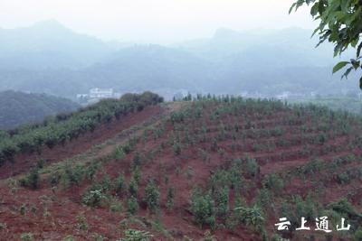 燕厦：计划新增绿化面积2.49万亩 壮大绿满通山板块