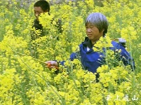 我县全力防控夏季粮油病虫害