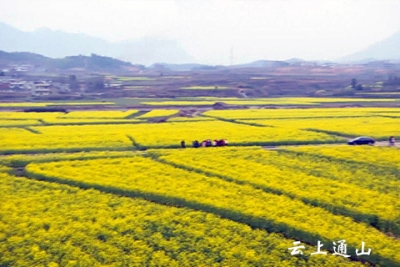 油菜花开入景来