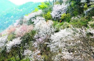 多项举措加强大幕山赏花旅游安保工作