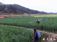 我县全力防控夏季粮油病虫害