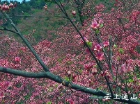 大幕山：春日风景美如画 赏花游玩好去处
 