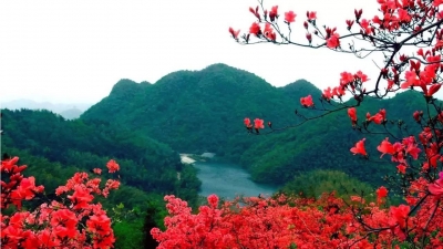 《诗画通山》（一）  九宫山念念不忘映山红