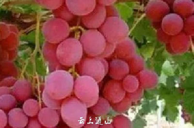 【小常识】立秋后吃葡萄的，都看看，别说我没告诉你哦！