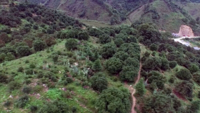 我县“五大工程”筑起生态屏障  半年造林23万亩