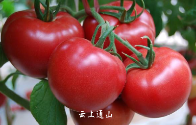 【小常识】西红柿和鸡蛋千万不要这样吃，再不看就晚了！  