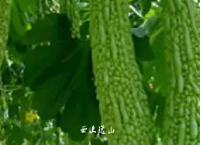 秋天进补，必吃下面这“三瓜”，都是家常菜，却有养生奇效，常吃连虫草都不如它，错过就太可惜了！