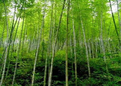 靠山吃山：通山发展经济林打造“金山银山”助农脱贫 