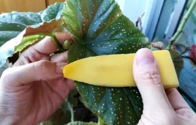 【小妙招】家里植物养不好？一根香蕉全搞定，长势旺盛不长虫