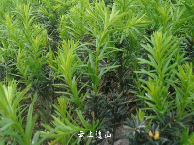 咸宁日报——通山黄沙铺镇构筑绿色生态屏障 