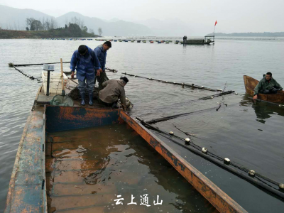 大畈镇在高坑村开展网箱拆除集中整治行动 