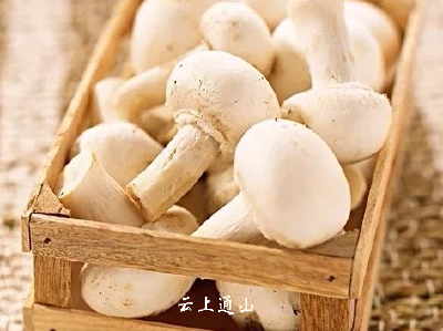 【养生】秋季的菌菇最养人！这7种菇你一定要吃！