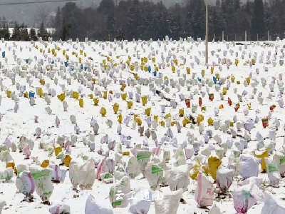 长江云、云上咸宁——果树受冻很受伤“添衣加被”出妙招 