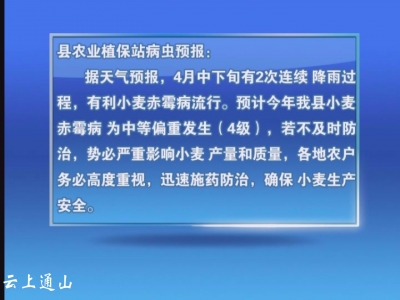 【视频】迅速施药防治小麦赤霉病  