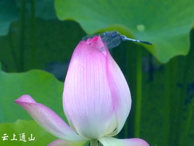 【视频】石门荷花|生命是一场快乐的舞蹈  