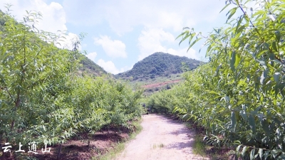 湖北新闻——V视丨两年造林14500亩！通山：着力招商引资 推动绿色发展