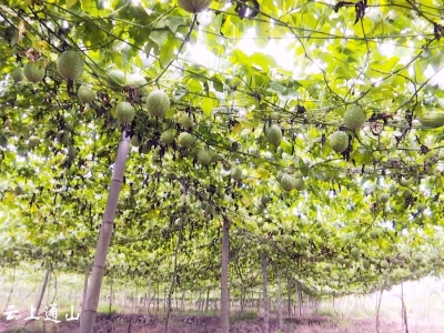 【绿色发展看通山】南林桥镇：发展特色产业 推进乡村振兴