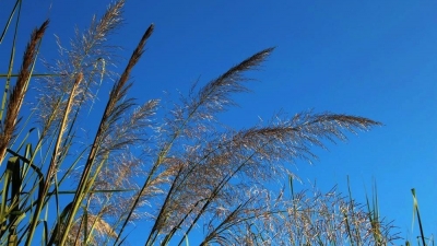 【凤池夜读】第8期|徐金秋——七月芭茅花开