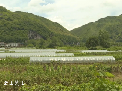 长江云——【绿色发展看通山】通羊镇：瞄准菜篮 果篮 打造果蔬小镇