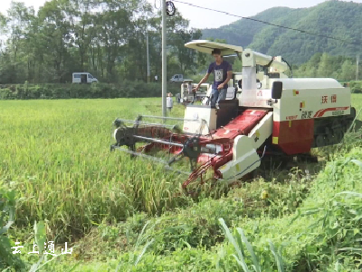 长江云——通山｜南林桥镇湄溪村再生稻喜获丰收