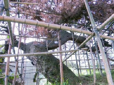 长江云——通山 | 各级专家开良方救治“生重病”的古树卧龙松  