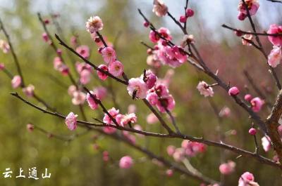 【泰和梅园】寻梅赏春