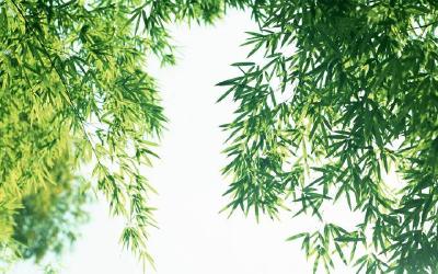 【九宫文学】成丽：竹林风