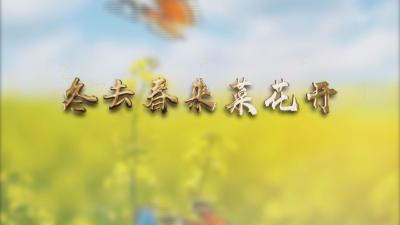 长江云——【视频】冬去春来菜花开