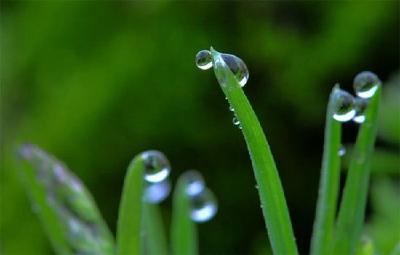 【凤池夜读】第286期丨明洁朗读《春雨》