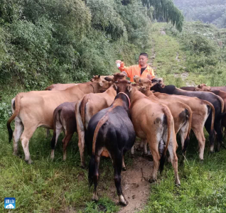 长江云——做领头的老黄牛------自主创业、退伍军人王贤礼养牛记  