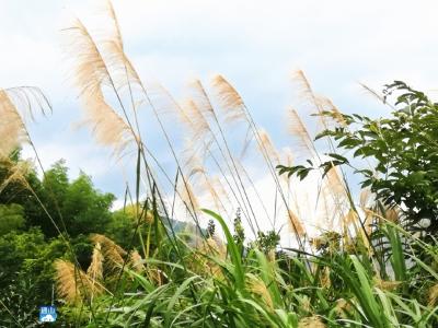 长江云——【图文】老手艺——芭茅扫帚