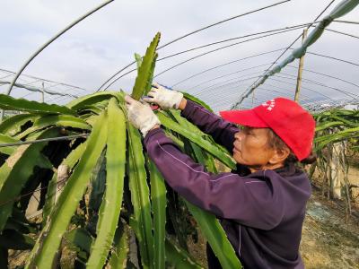 长江云——通山这个村群众生活幸福感爆棚，为何？