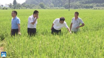 长江云——V视丨守好“米袋子”  通山全力推进2020年粮食安全工作 