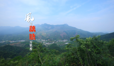 长江云——【最美乡村系列②】通山：风过藕塘万里香