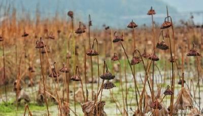 【图文】石门村：残荷风骨傲寒冬