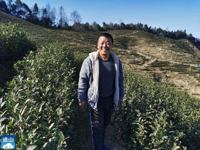 长江云——通山：深山种茶人