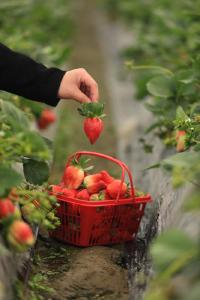 【新春走基层①】“草莓夫妻”的甜蜜事业