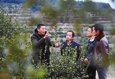 咸宁日报——通山县燕厦乡发展油茶促增收